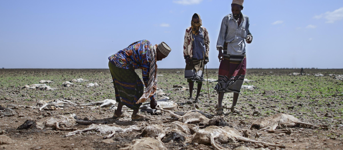 Los pastores de la comunidad local de Gabra caminan entre los cadáveres de algunas de sus ovejas y cabras en las afueras de un pequeño asentamiento en Kenia