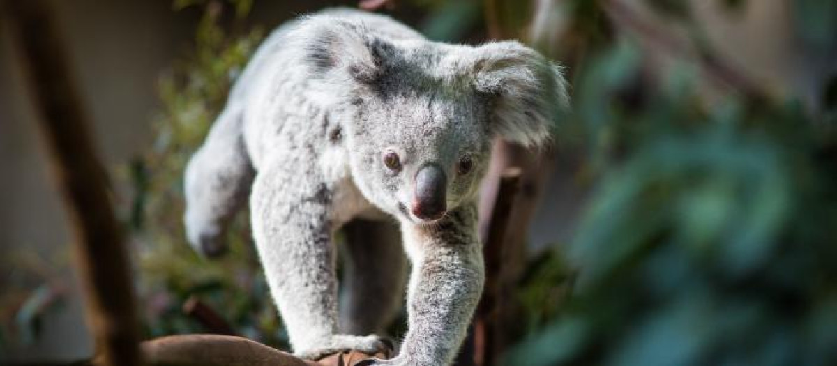 Los koalas han perdido gran parte de su hábitat en Australia a raíz del desarrollo urbano, agrícola y minero, del cambio climático y de la comercialización de sus pieles hasta la década de 1930