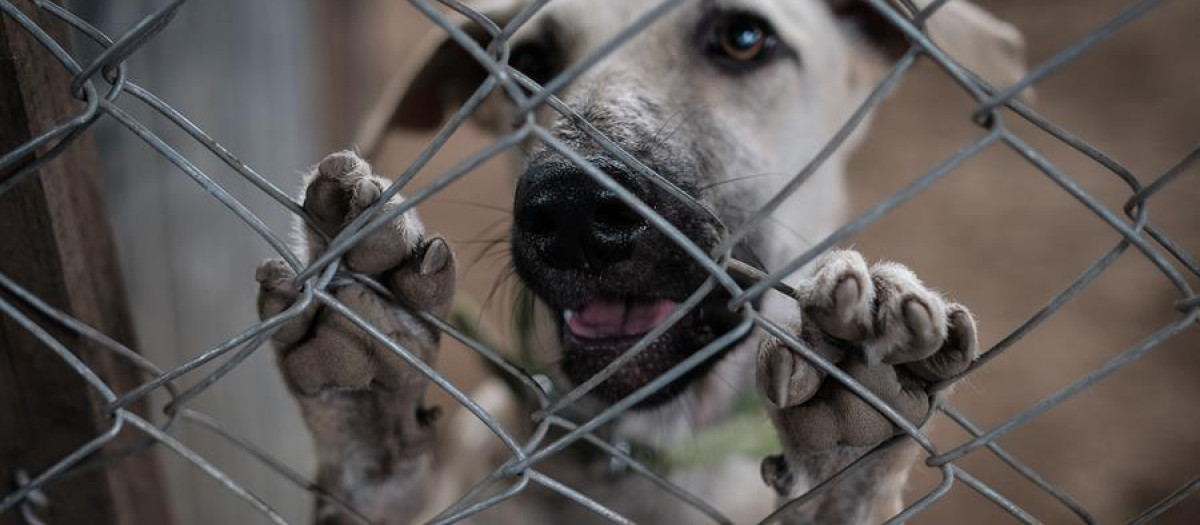 Un perro abandonado en un refugio de Nicaragua