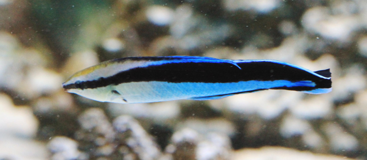 Peces de arrecife