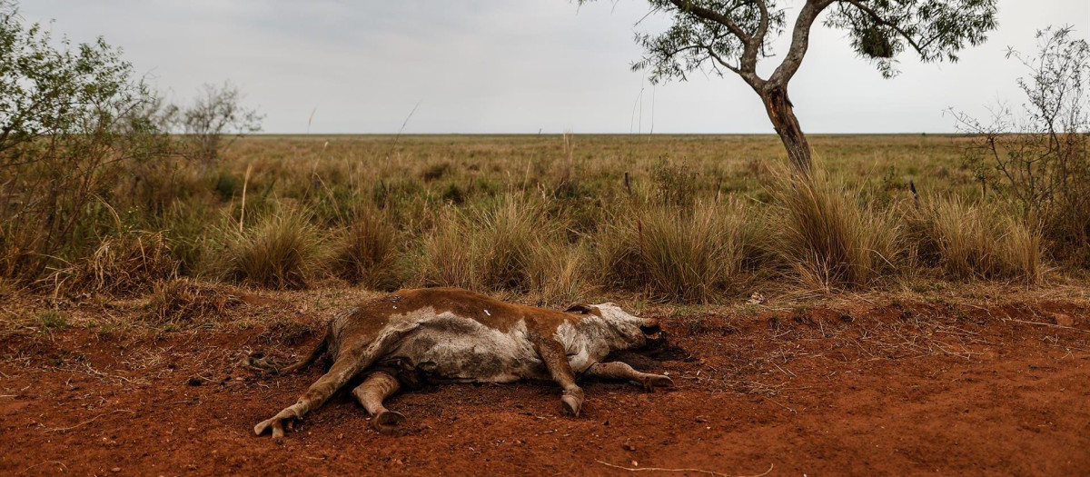 Un animal yace muerto debido a la sequía en la provincia argentina de de Corrientes