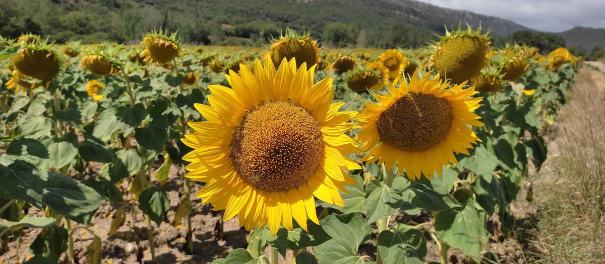 Producción de girasoles