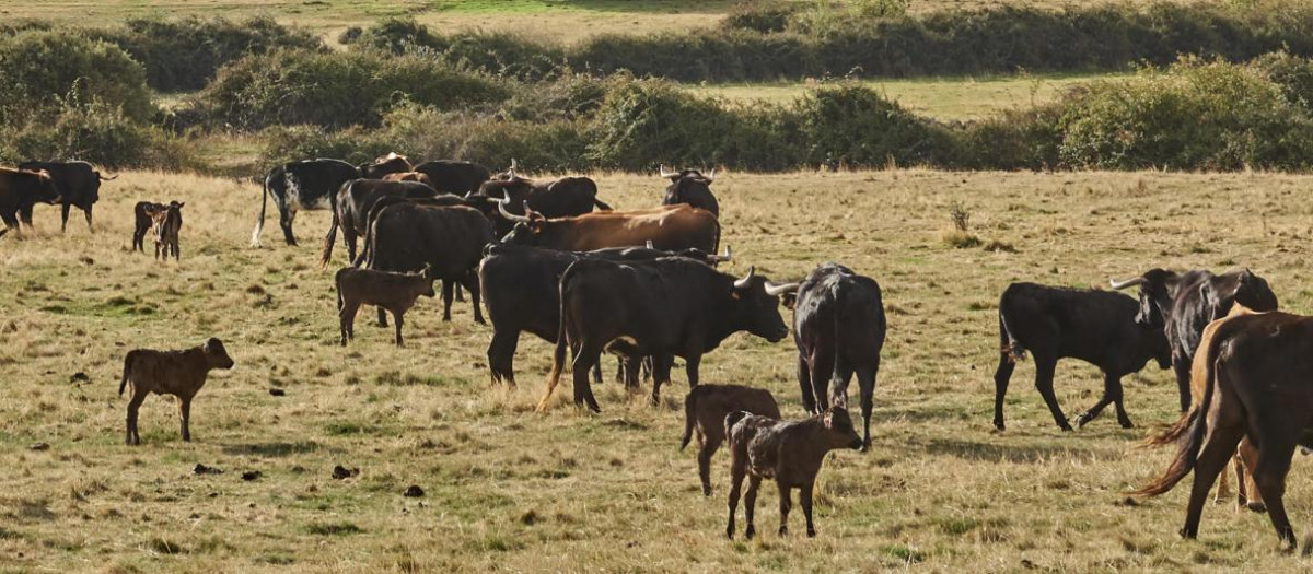 Las organizaciones convocantes del 20M Rural hacen un llamamiento a toda la población española a sumarse a la defensa del futuro del campo.