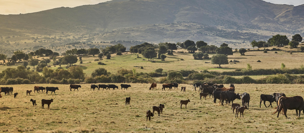 Las organizaciones convocantes del 20M Rural hacen un llamamiento a toda la población española a sumarse a la defensa del futuro del campo.