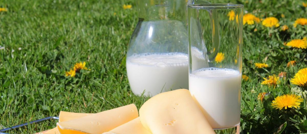 Productos lácteos, leche, queso