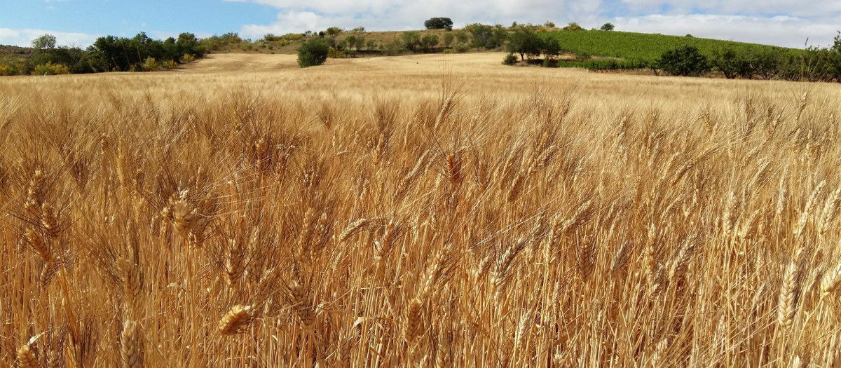 Campo de trigo, en imagen de archivo