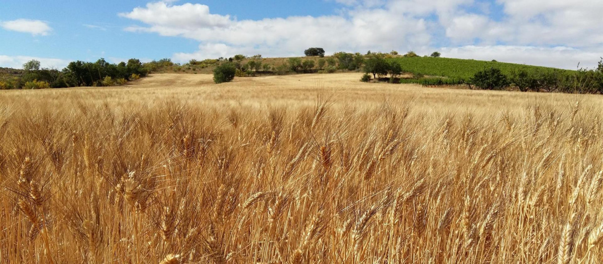 Campo de trigo, en imagen de archivo