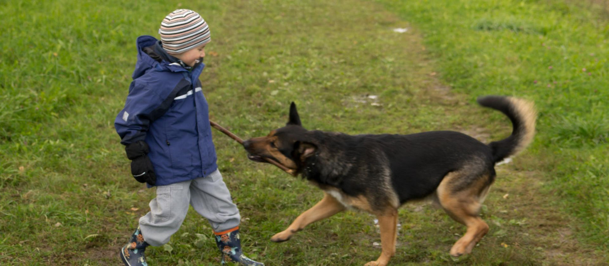 Un niño juega con un perro