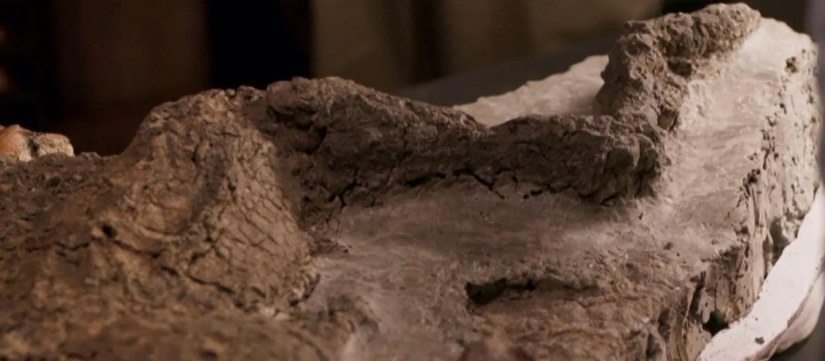 Extremidad de dinosaurio excavada en Dakota del Norte.