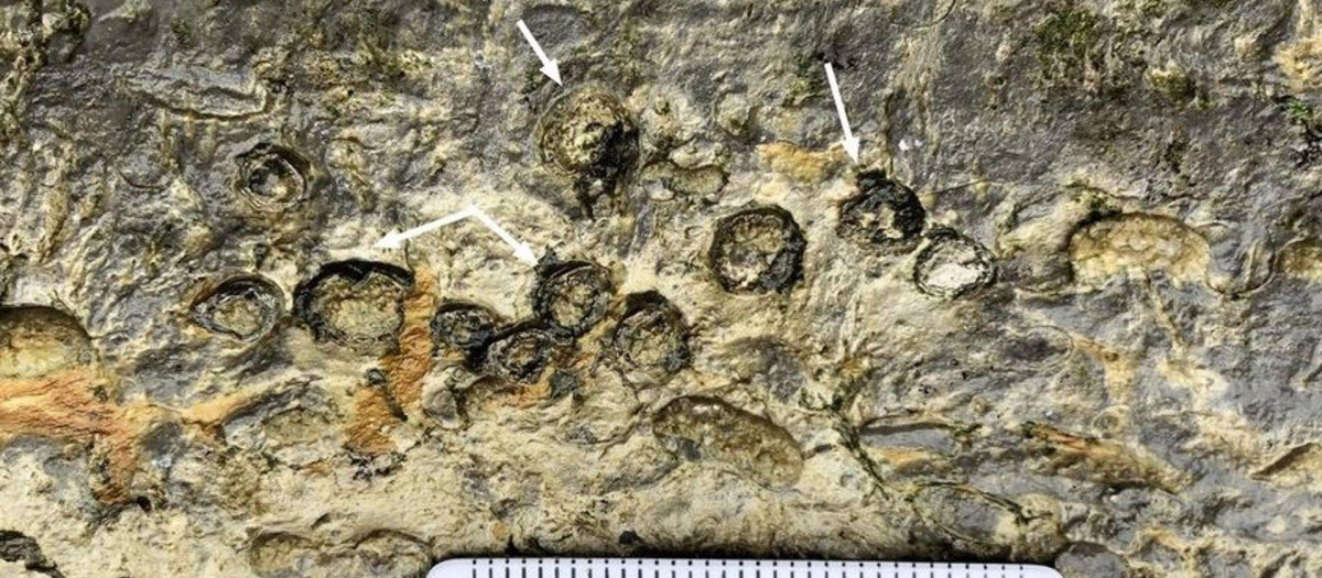 Los huesos vertebrales del reptil marino recién identificado