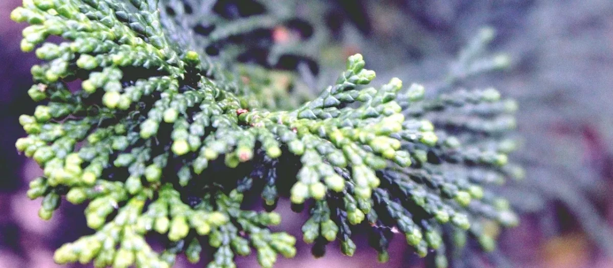 Los cipreses y las plantas arizónicas son las responsables de las alergias que se producen en invierno