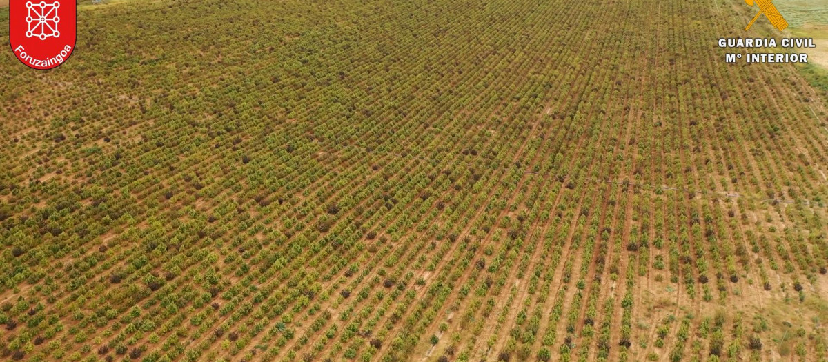 La plantación se encontraba entre los términos navarros de Artajona y Olite