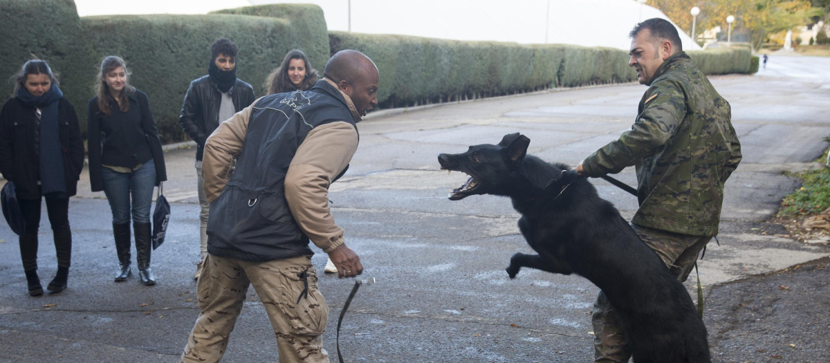 Ejercicio de exhibición del potencial que algunos perros tienen como fuerza de defensa