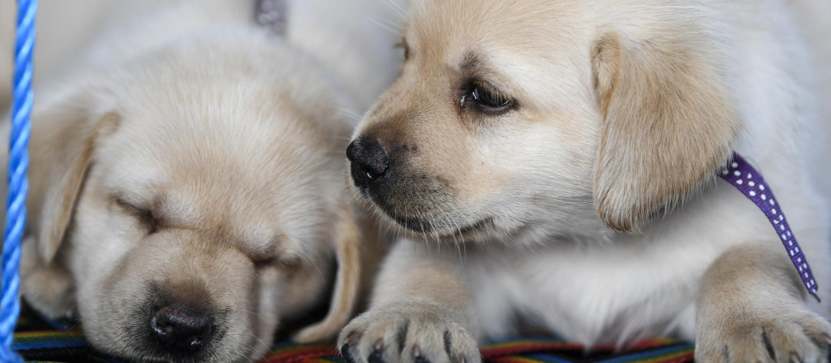 El principal objetivo de estos kits de ADN es tener clara la raza del perro