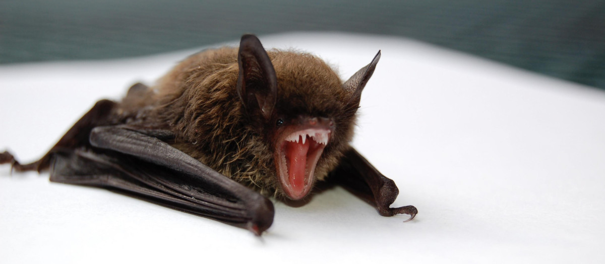 El Lloviu tiene el potencial de infectar células humanas y también de replicarse