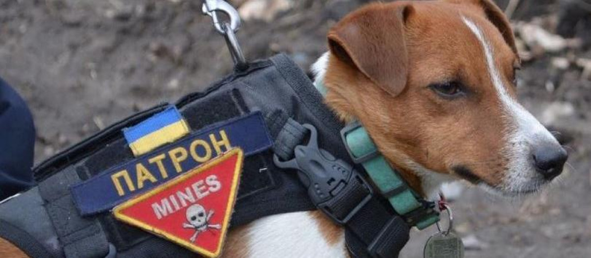 Patron, el pequeño Jack Russel buscaminas