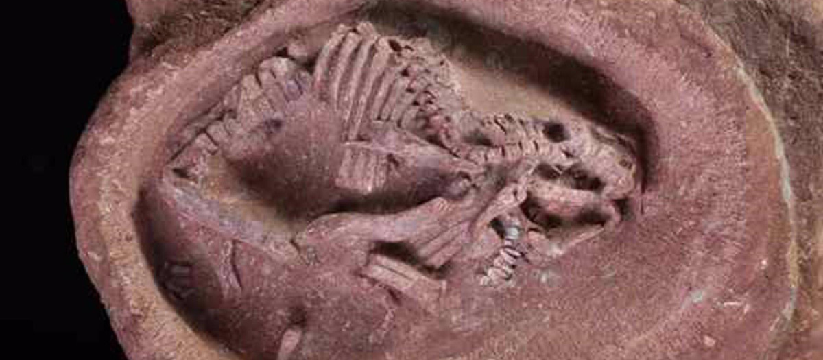 Un fósil de embrión de dinosaurio con pico de pato