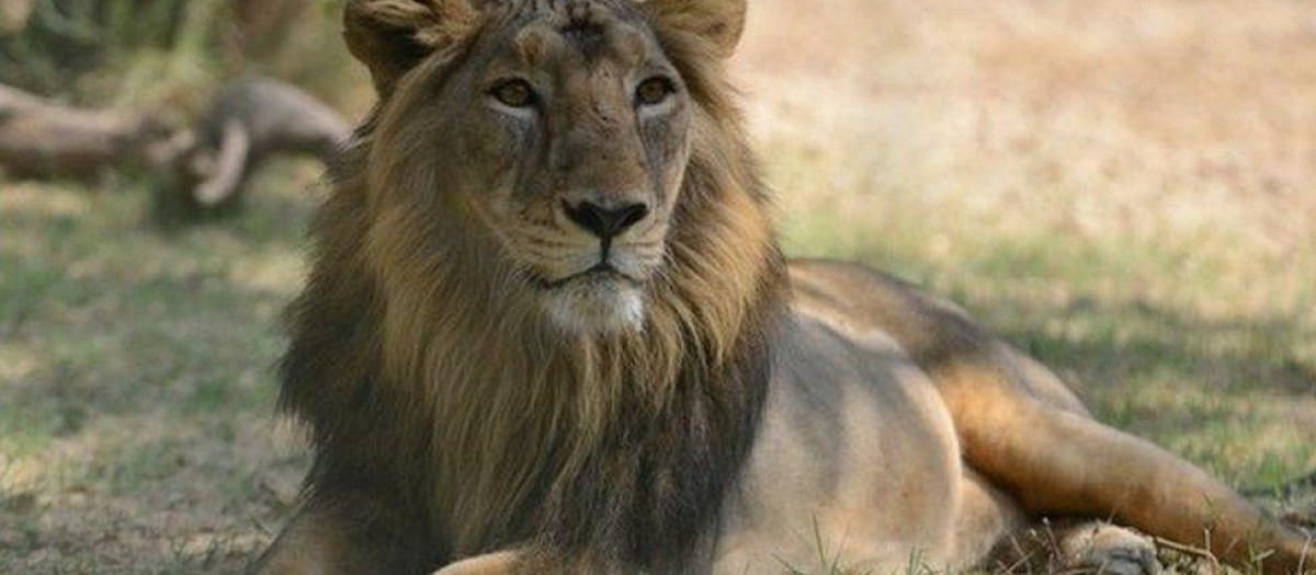 Un león, foto de archivo