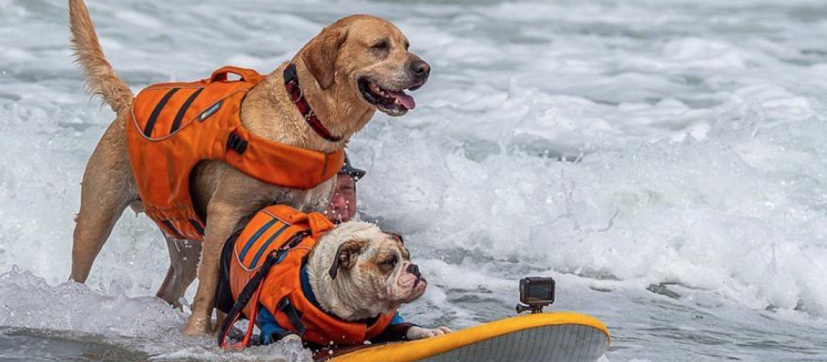 Una veintena de perros se ha sumado a una competición