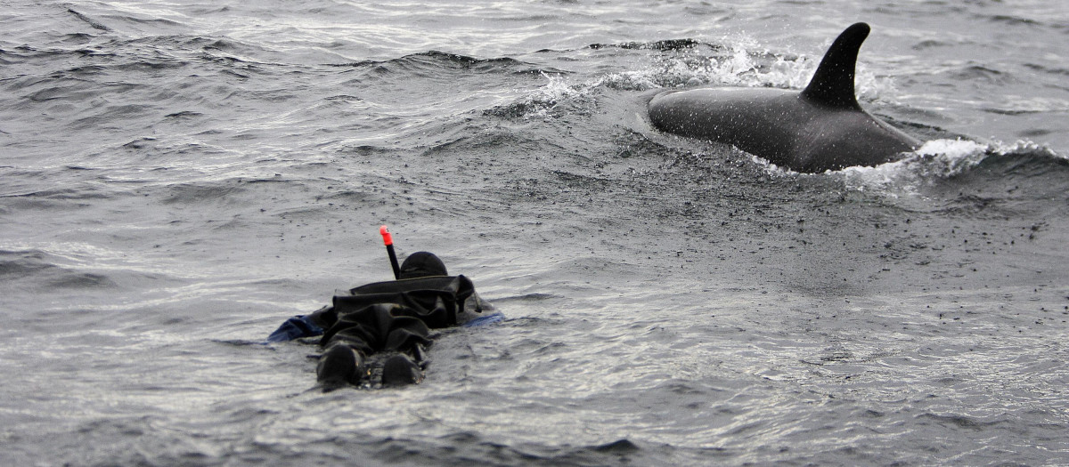 Un submarinista se acerca a una orca, en una imagen de archivo