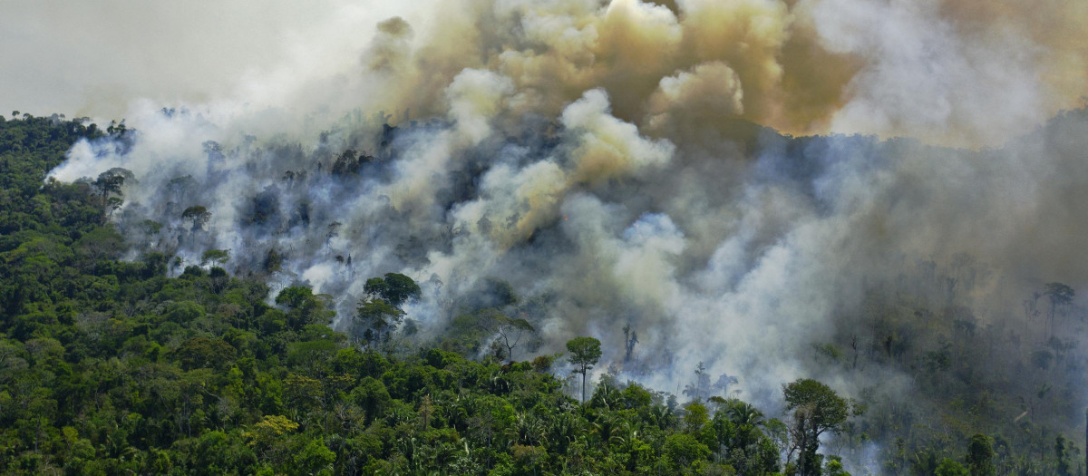 Destrucción de la Amazonía