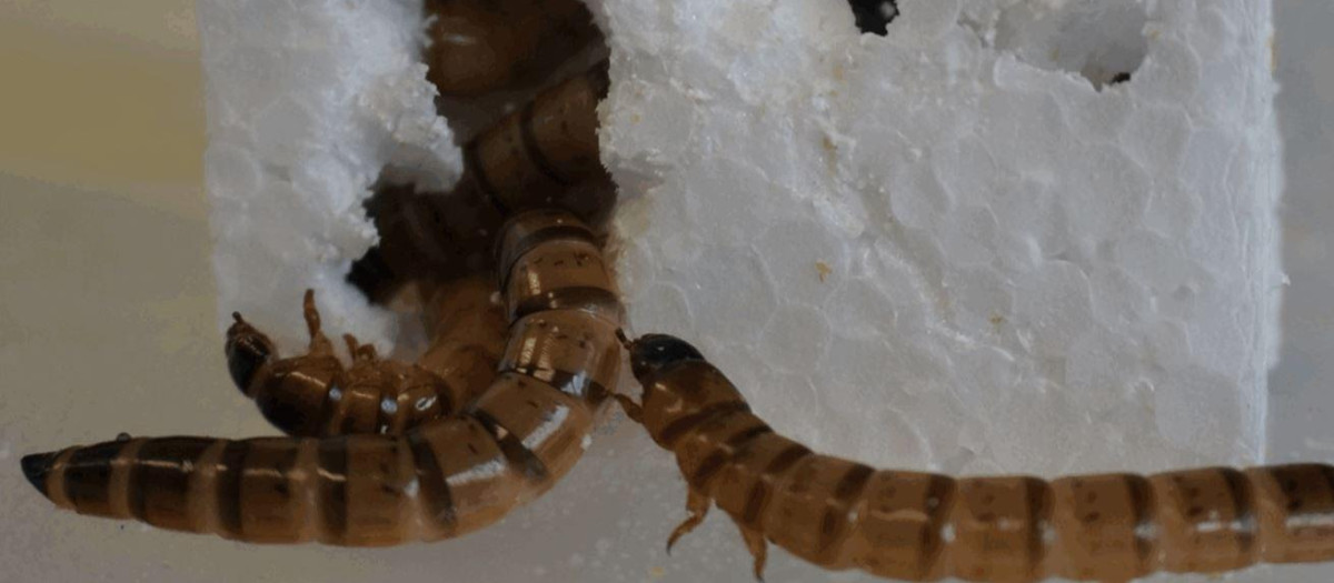 Zophobas morio comiendo poliestireno