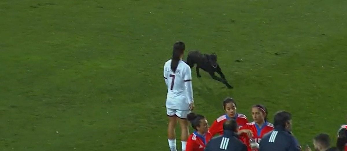 Un perro salta al campo mientras la selección femenina de Chile y Venezuela disputaban un partido