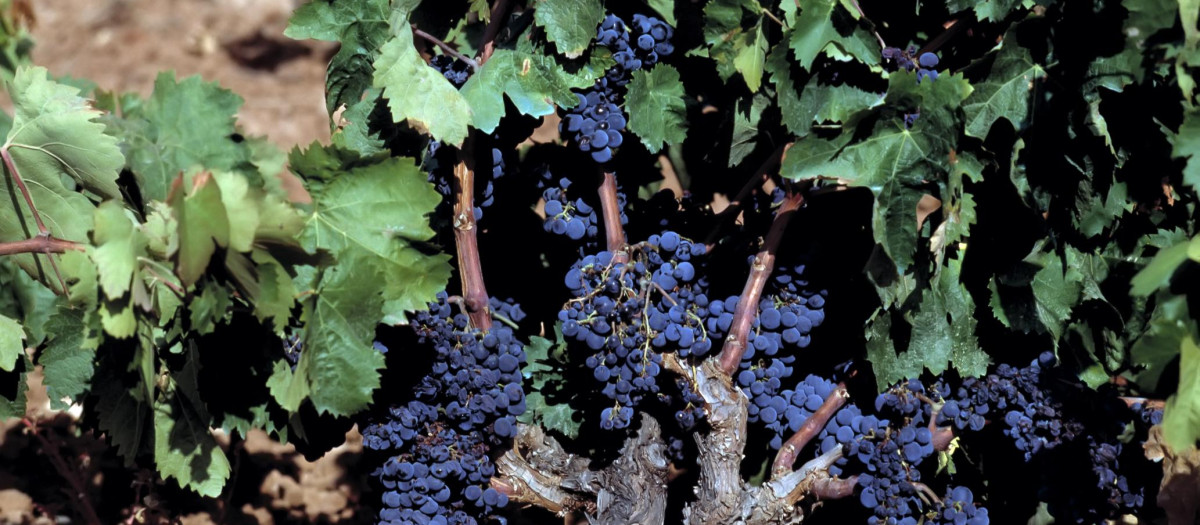Viñedo