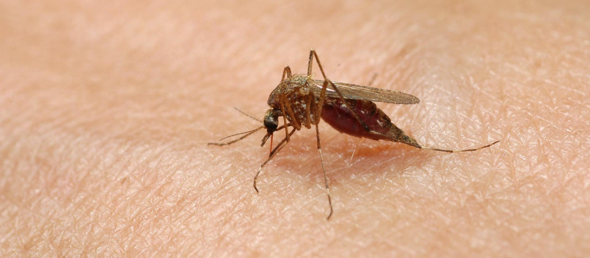 Los mosquitos son grandes trasmisores de enfermedades