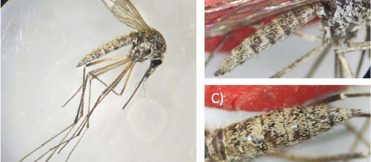 Anatomía del mosquito de la nieve