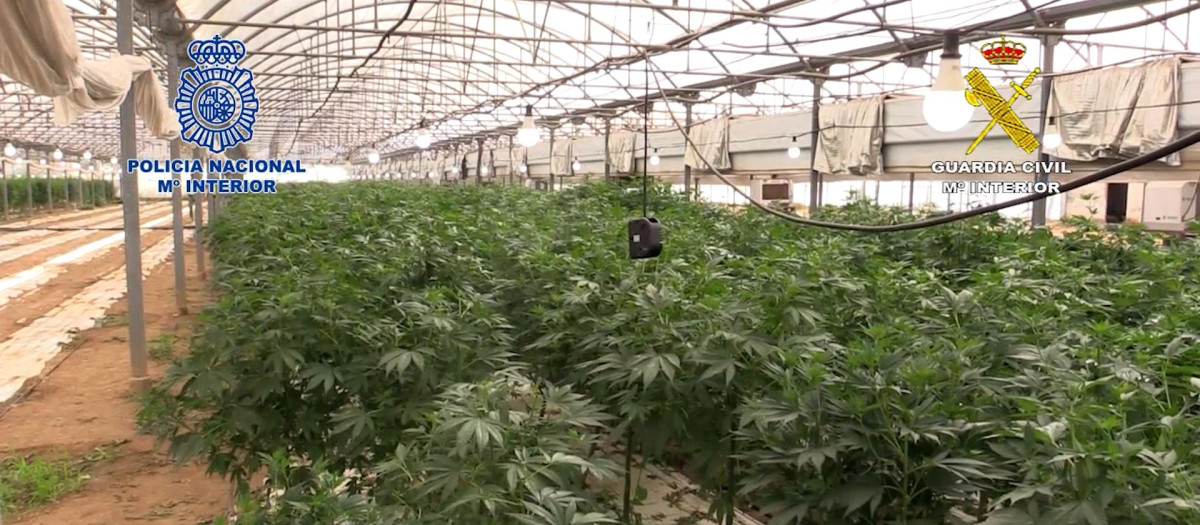 Macroplantación de marihuana en el municipio barcelonés de Vilasar de Mar