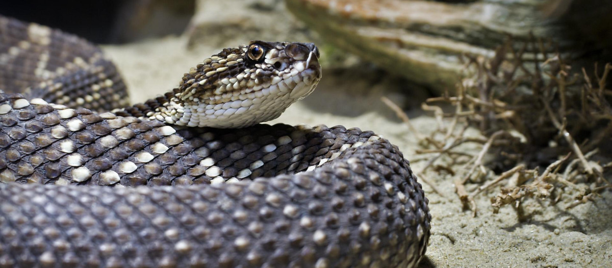 Serpiente