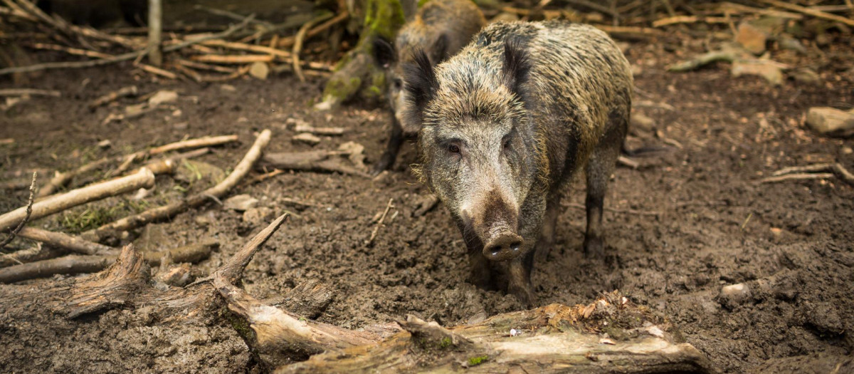 Los jabalíes se están acercando peligrosamente a las ciudades en Italia por la falta de comida