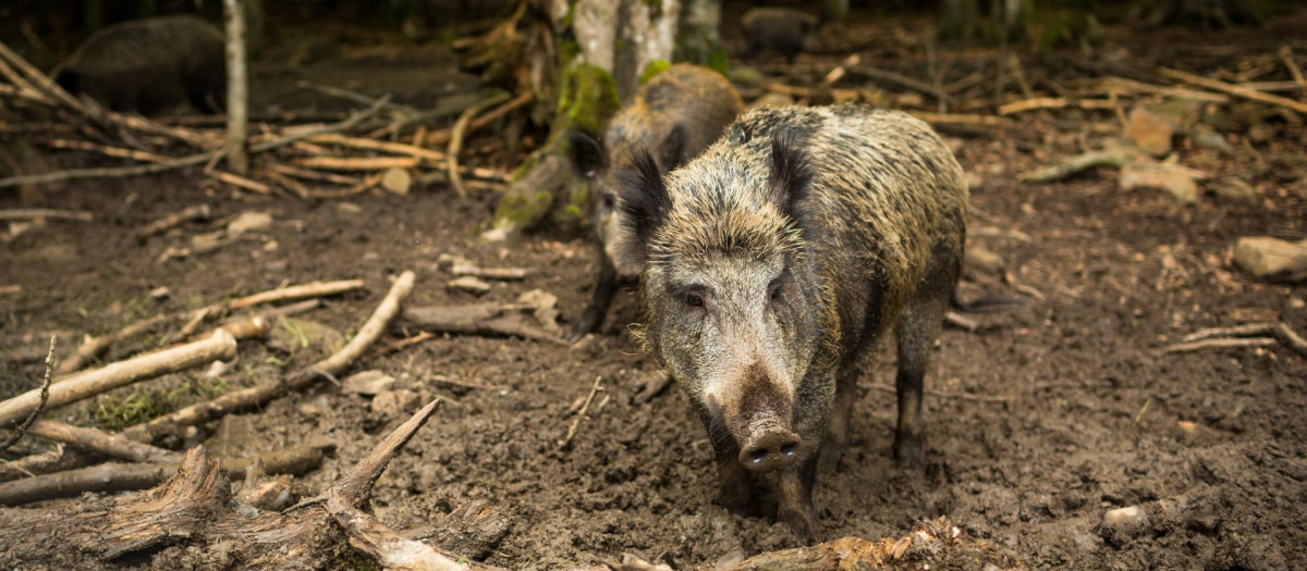 Los jabalíes se están acercando peligrosamente a las ciudades en Italia por la falta de comida