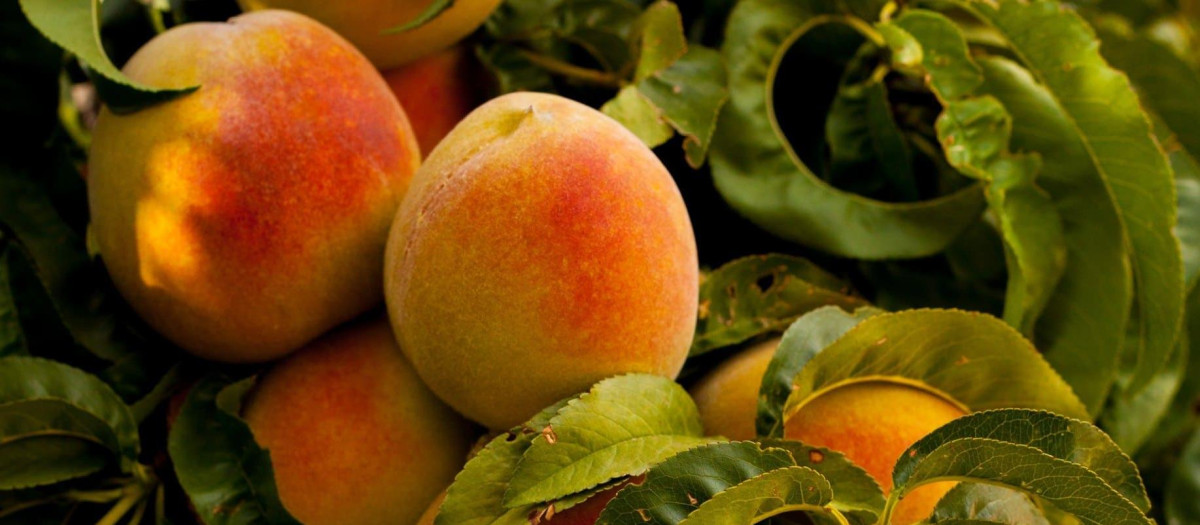 El melocotón es una fruta clásica del verano