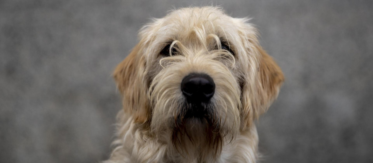 El equipo investigador ha proporcionado un conjunto de datos