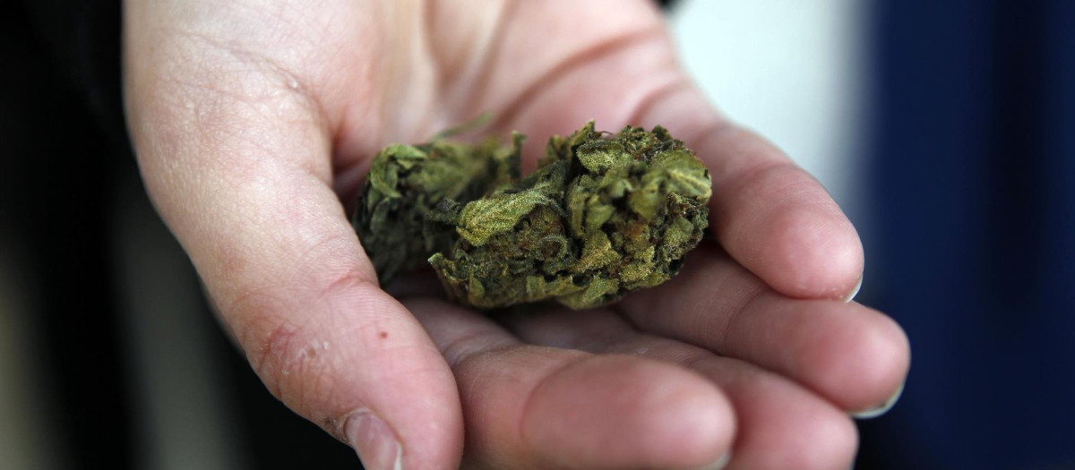 Un hombre muestra marihuana para uso recreativo.
