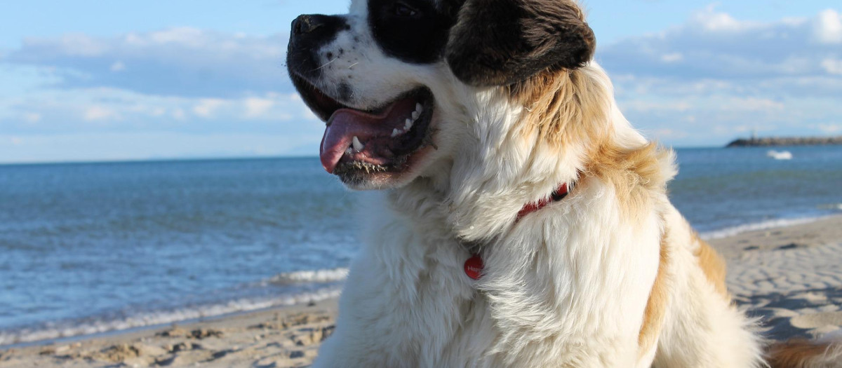 Los perros grandes, de pelo abundante y originarios de climas fríos no soportan bien el calor