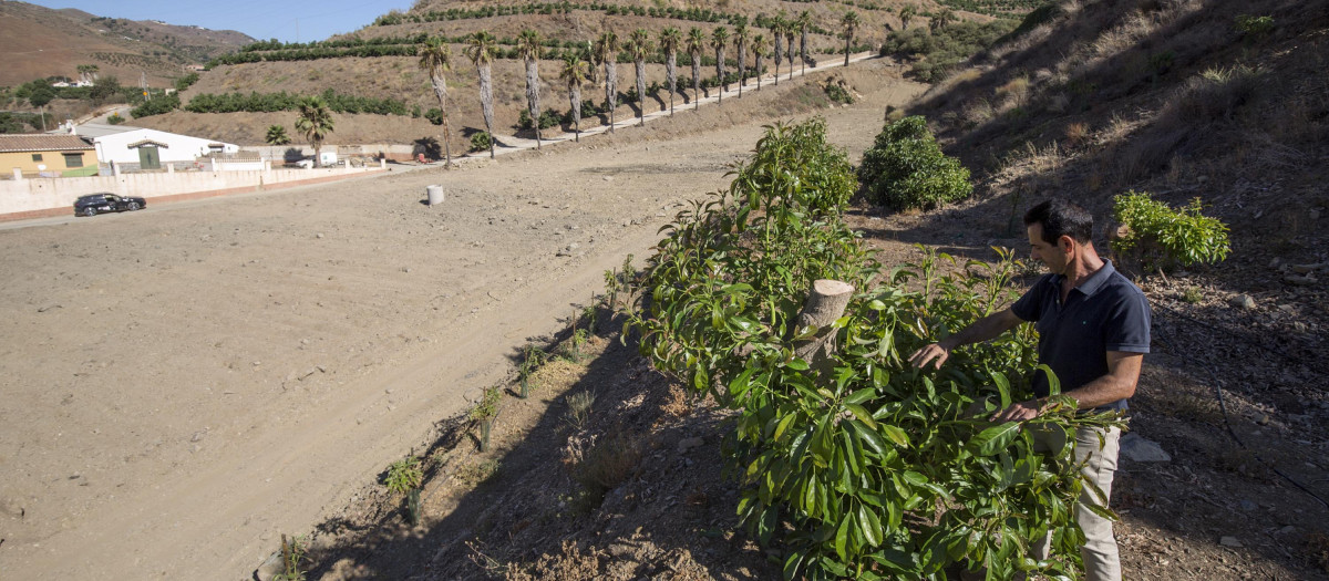 El presidente de la Asociación Española de Tropicales, Domingo Medina, revisa una de sus plantaciones de frutas tropicales, aguacates y mangos, en las que ha arrancado gran parte de los arboles de aguacates debido a la escasez de agua que sufre la zona de la Axarquía