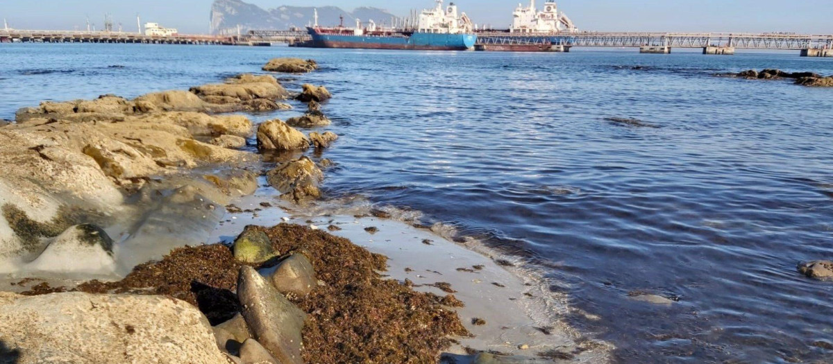 Alga invasora Rugulopterix okamurae en la Bahía de Algeciras
