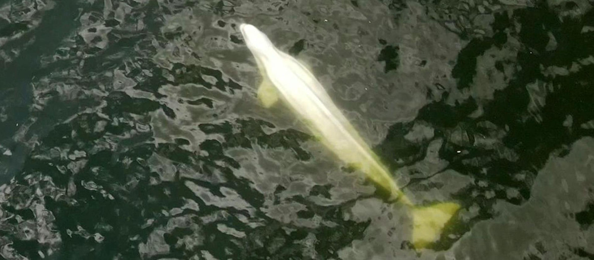 La beluga, atrapada, en una imagen tomada el pasado lunes