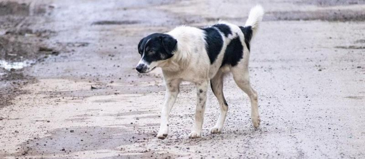 Una jauría de perros callejeros atacó a una turista francesa unos minutos después 
de salir de su hotel