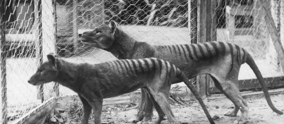 Dos ejemplares de tigres de Tasmania, en una imagen tomada a principios del siglo pasado
