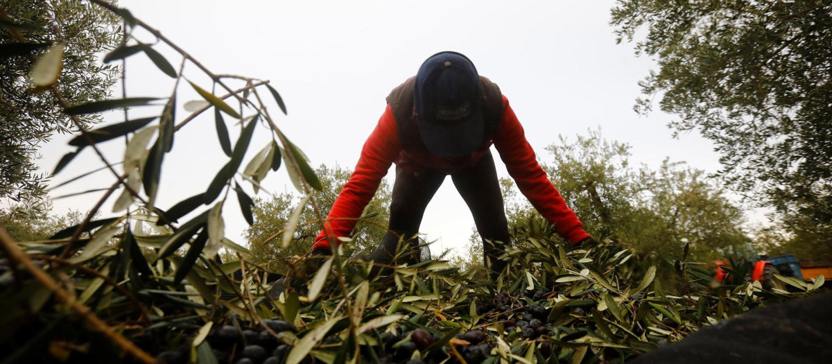 Una cuadrilla trabaja entre olivos centenarios en la recogida de la aceituna en Baena, Córdoba
