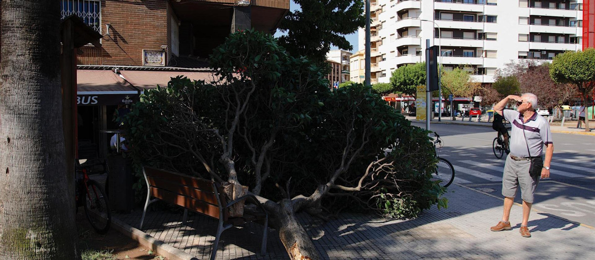 Efectos de las fuertes rachas de viento que han soplado estos días en algunos puntos de la Comunidad Valenciana