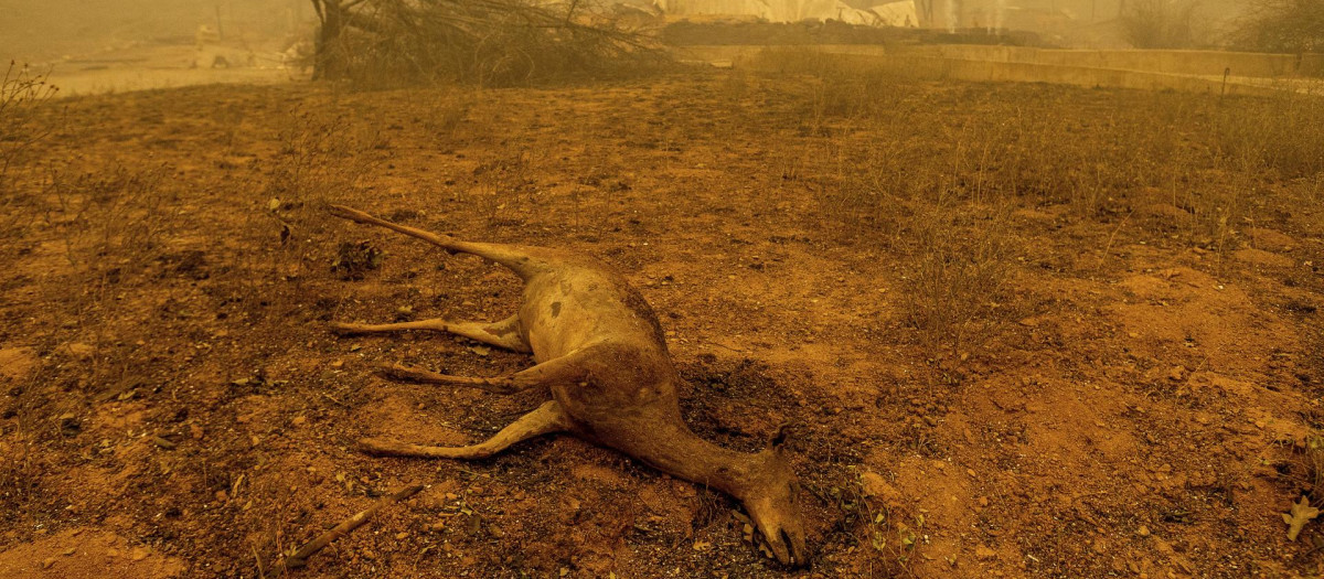 Un ciervo yace muerto durante un incendio en California en 2021