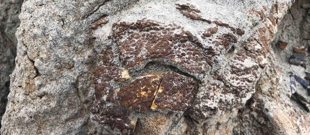 Restos del dinosaurio con la piel fosilizada.
