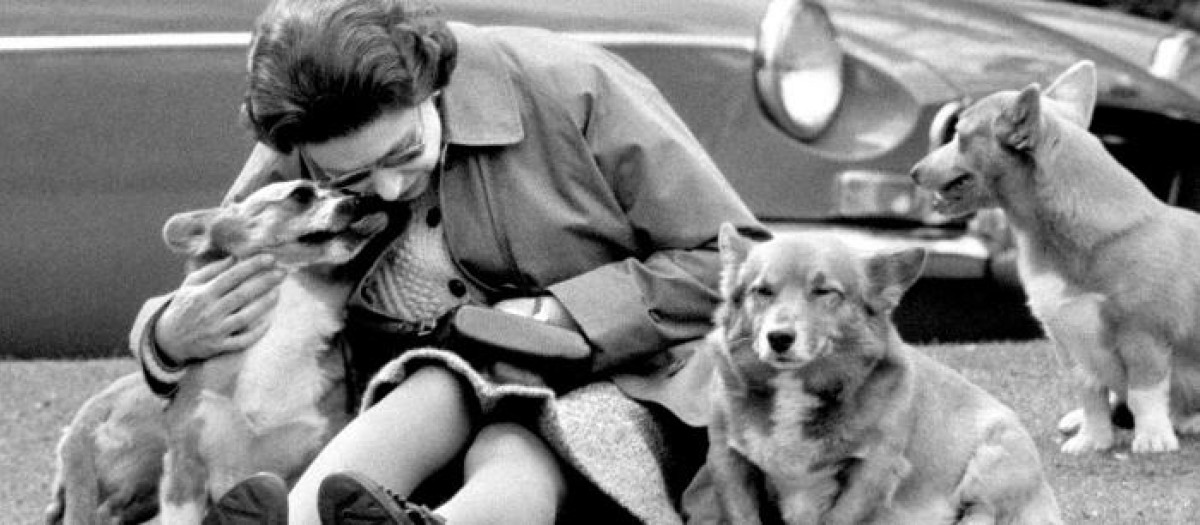 La reina Isabel II con varios de sus corgis, en mayo de 1973