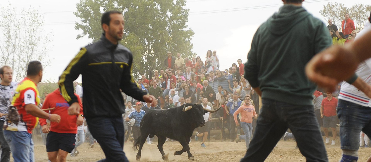 Toro de la Vega