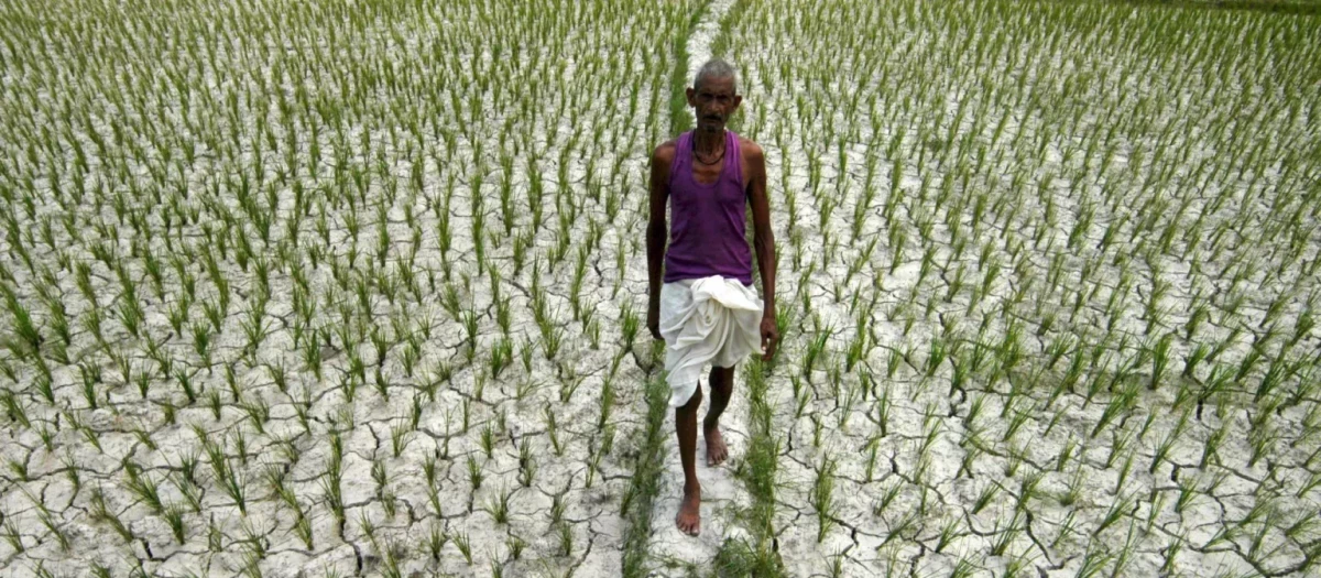 Un agricultor en un arrozal seco en Sonitpur (India) .
Un agricultor en un arrozal seco en Sonitpur (India) . EFE
